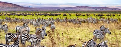 Magic of Nyerere and Mikumi National Parks - Image - 2852